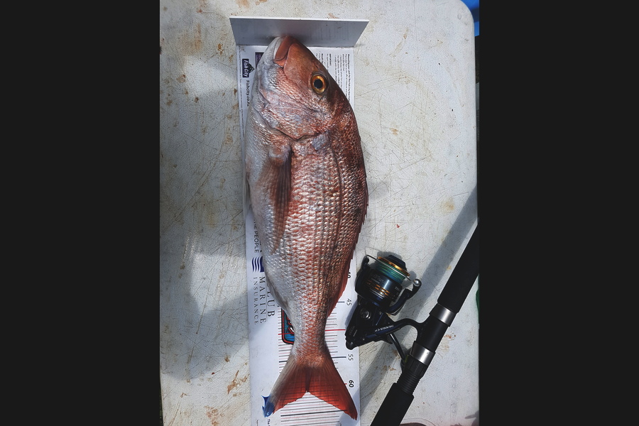 martin mcdonagh caught this 60cm Snapper at Firth of Thames during The Export NZ Fishing Competition