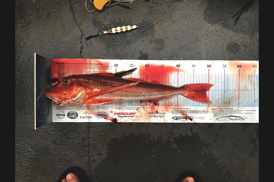Hayden Walker caught this 49.0cm Gurnard at Wellington during The Export NZ Fishing Competition