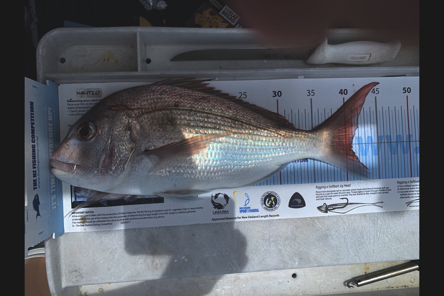 Roma Bertasius caught this 40.5cm Snapper at Noises during The Export NZ Fishing Competition