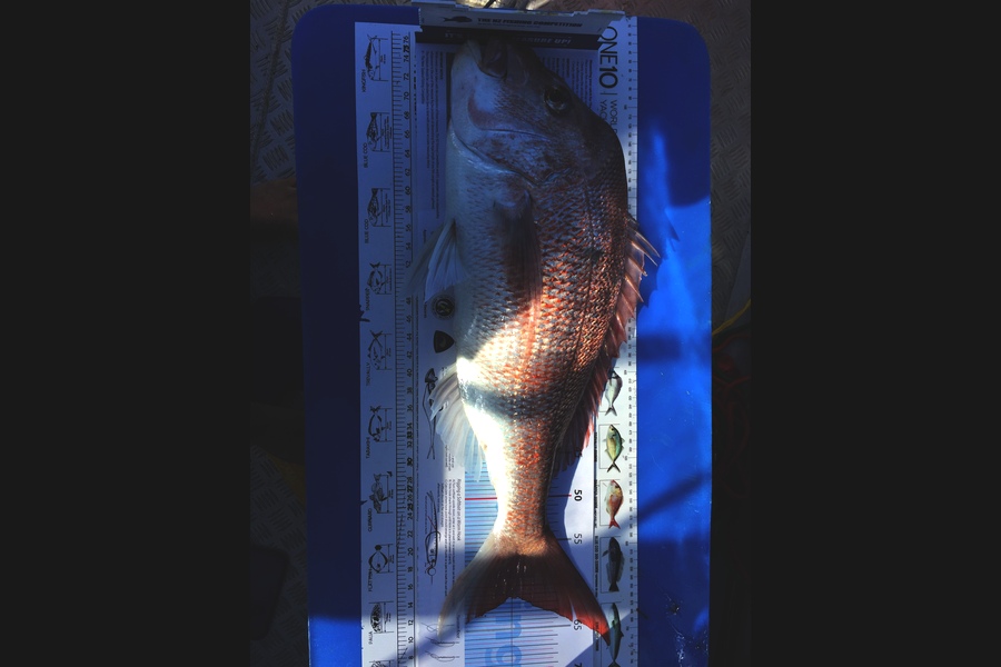Darren Bugg caught this 61.0cm Snapper at Rangitoto during The Export NZ Fishing Competition