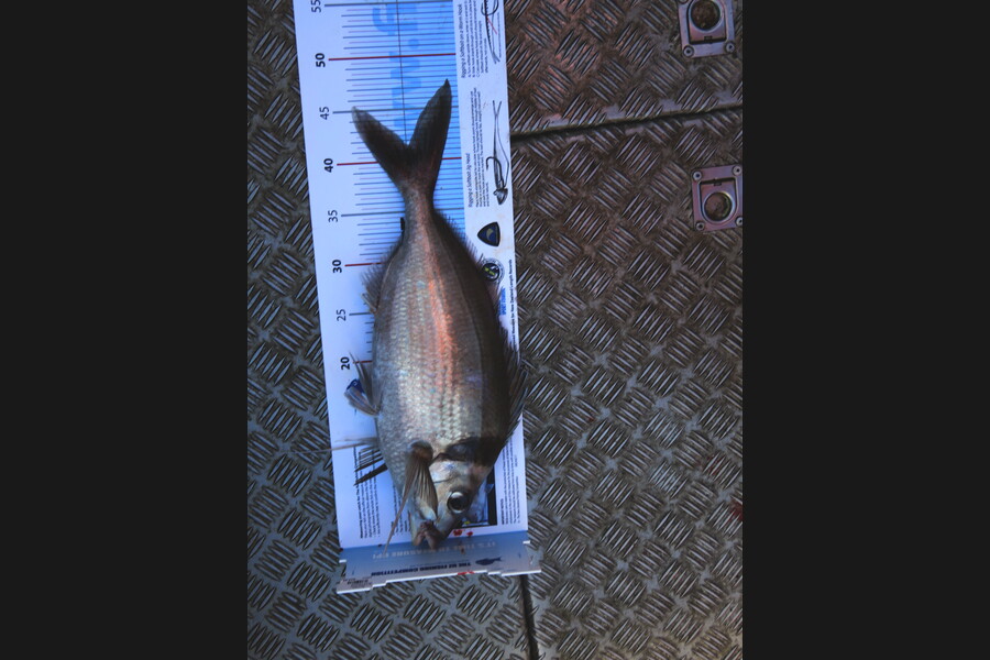 Diane Billing caught this 41.5cm Tarakihi at Doubtless Bay during The Export NZ Fishing Competition