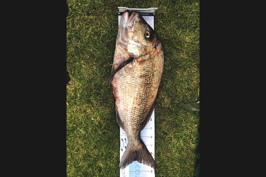 Kali Schimanski  caught this 84.0cm Snapper at Houhora  during The Export NZ Fishing Competition