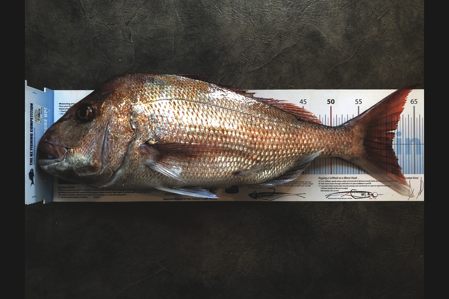 Daneo  Huxtable  caught this 61.0cm Snapper at Karewa Island  during The Export NZ Fishing Competition