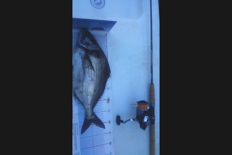 Dan Musson caught this 39.0cm Tarakihi at Welly sth coast during The Export NZ Fishing Competition