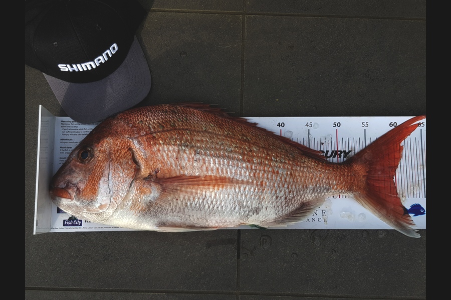Ian Campbell caught this 59.5cm Snapper at Kawhia during The Export NZ Fishing Competition