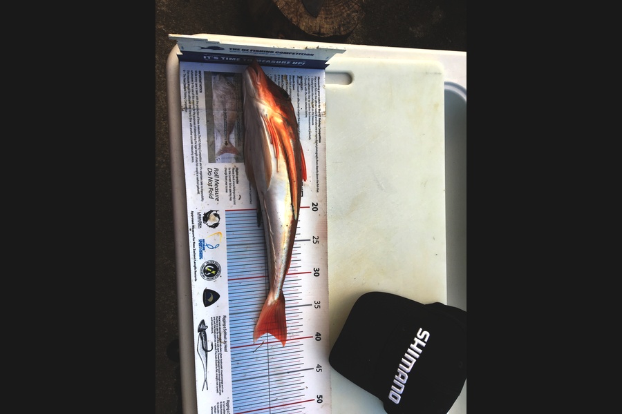 Stephanie  Fairweather  caught this 38.5cm Gurnard at Wellington  during The Export NZ Fishing Competition