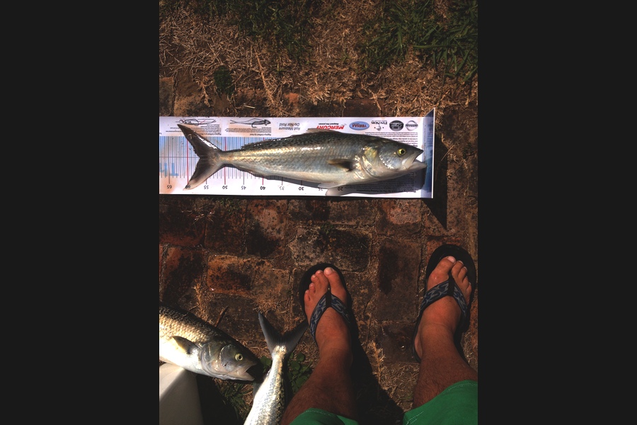 Richard Carey caught this 56.50cm Kahawai at Kaipara during The Export NZ Fishing Competition