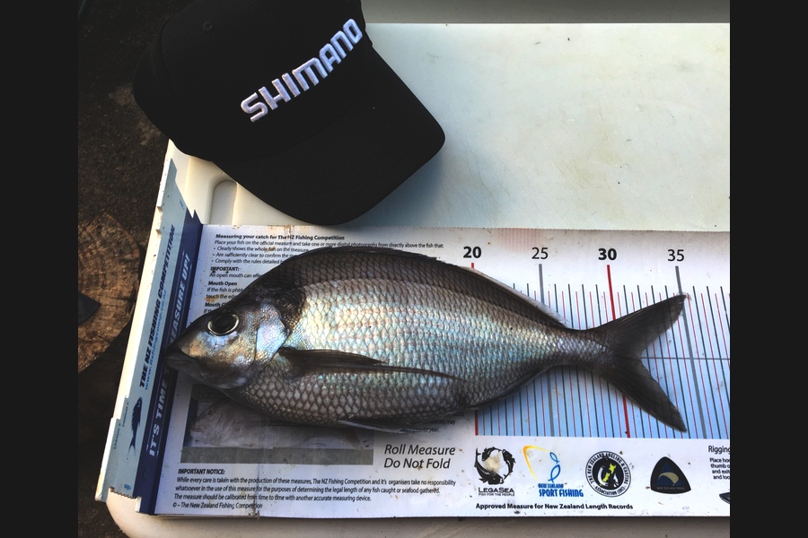 Samuel Georges caught this 31.5cm Tarakihi at Wellington during The Export NZ Fishing Competition