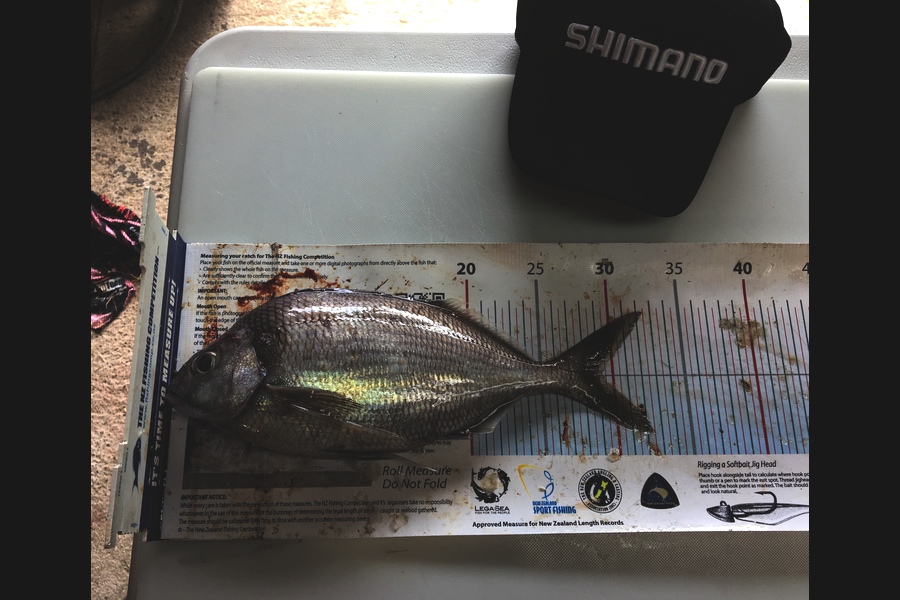 Samuel Georges caught this 29.0cm Tarakihi at Mana during The Export NZ Fishing Competition