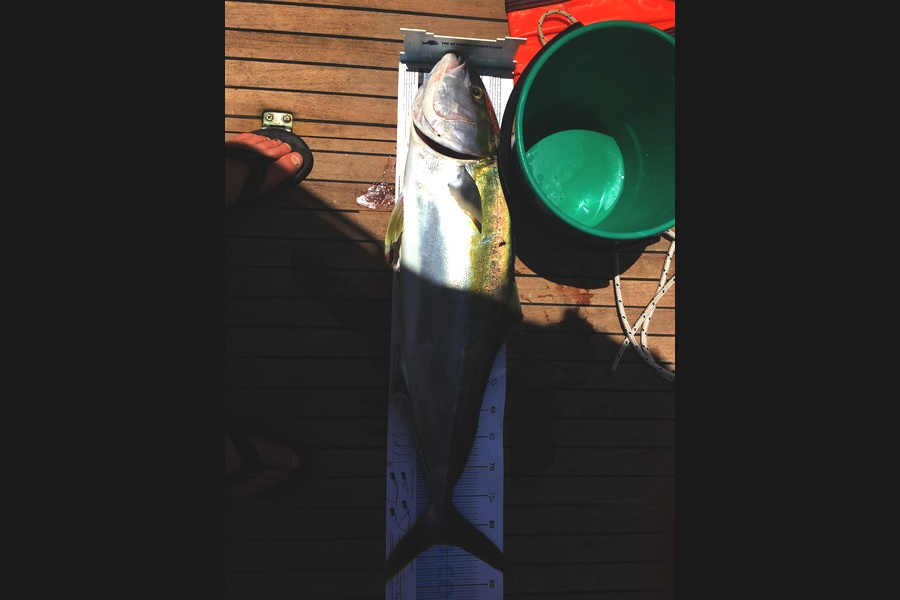 Tim Willetts caught this 83.0cm Kingfish at Barrier during The Export NZ Fishing Competition