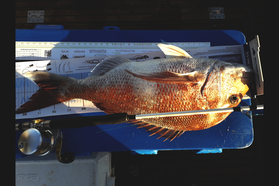 laurie taylor caught this 74.0cm Snapper at Port Taranaki during The Export NZ Fishing Competition