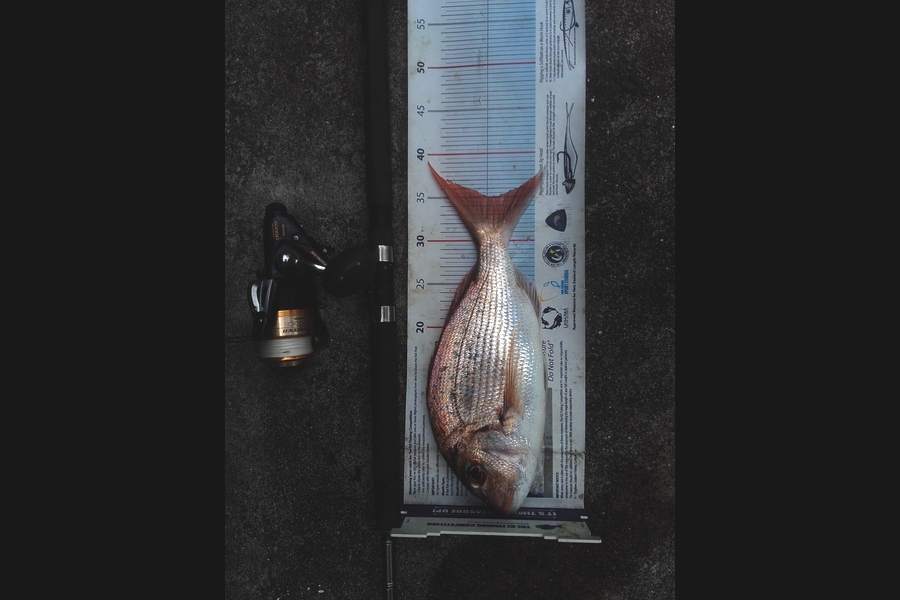 Steven Jameson caught this 35.0cm Snapper at Kawakawa during The Export NZ Fishing Competition