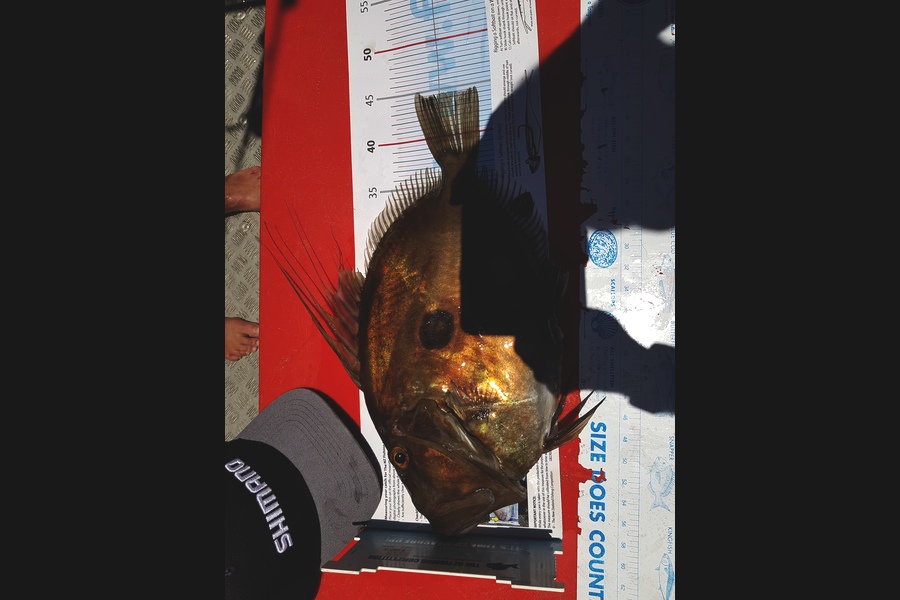 Ian Campbell caught this 44.5cm John Dory at Opito Bay during The Export NZ Fishing Competition