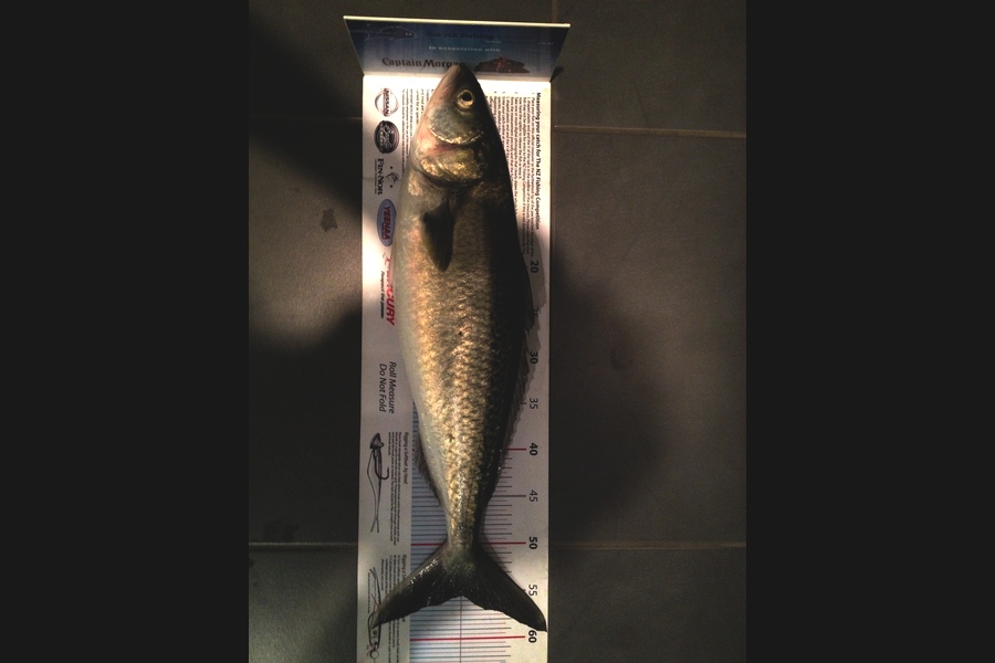 Johnny Huynen caught this 55.5cm Kahawai at Wairau river during The Export NZ Fishing Competition