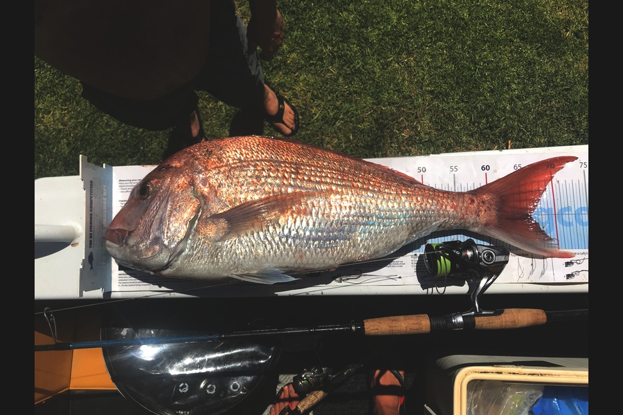 Bob Faram caught this 66cm Snapper at Great Barrier Island during The Export NZ Fishing Competition