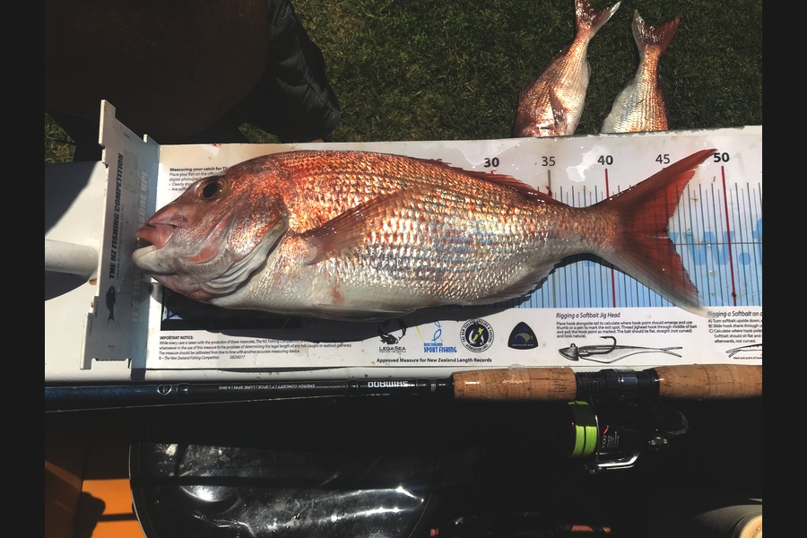 Bob Faram caught this 44.0cm Snapper at Great Barrier Island during The Export NZ Fishing Competition