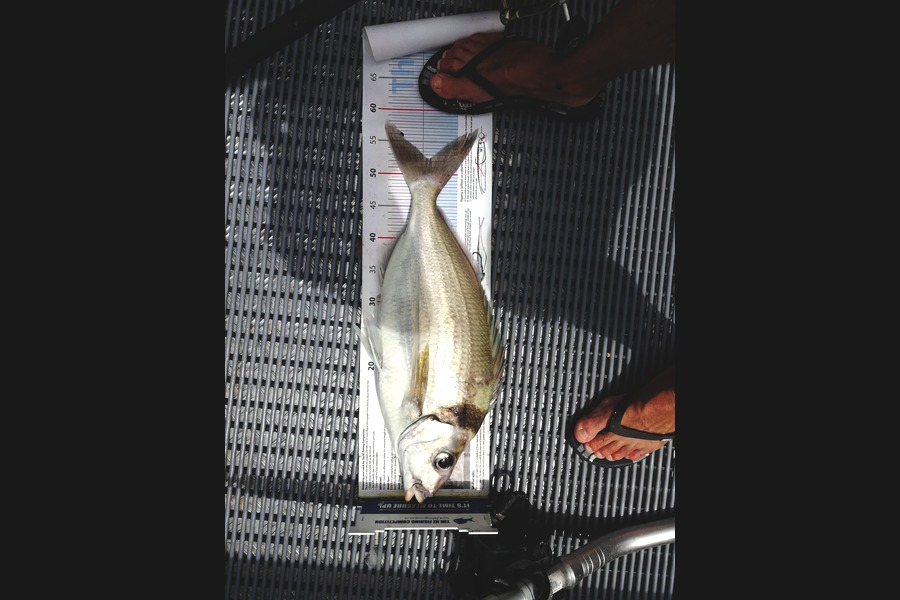 Scott Brenton caught this 52.0cm Tarakihi at Welly south coast during The Export NZ Fishing Competition