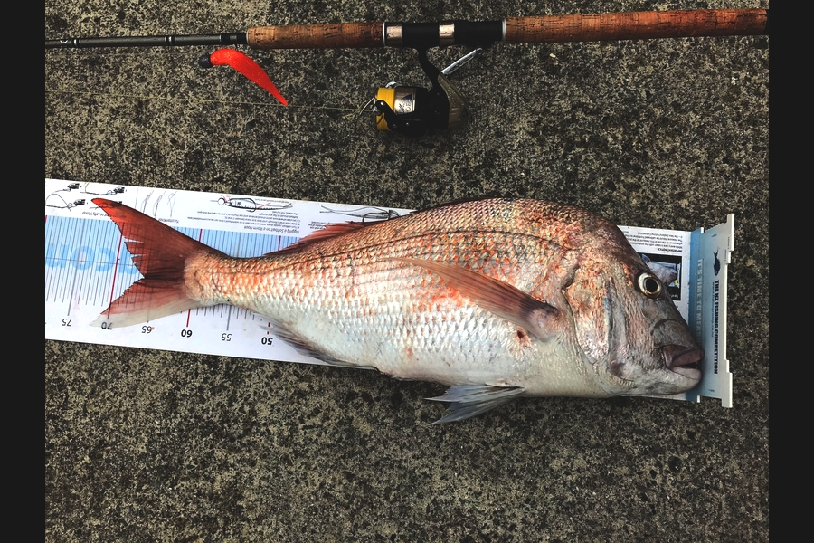 Russell Macfarlane caught this 66.0cm Snapper at Far north  during The Export NZ Fishing Competition