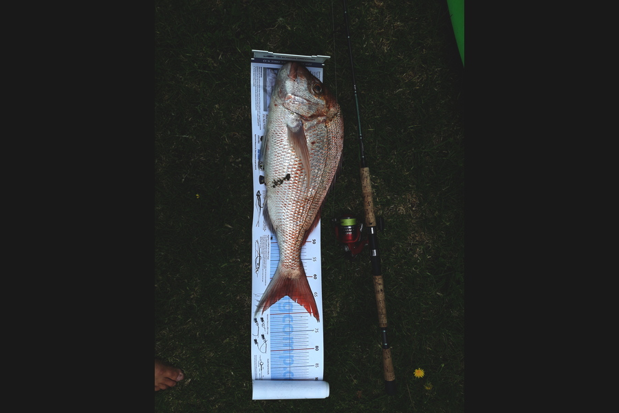 Shane Reed caught this 64.5cm Snapper at Otama during The Export NZ Fishing Competition