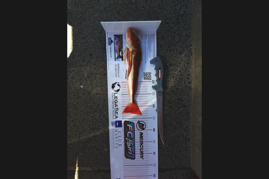 Ian Campbell caught this 32.5cm Gurnard at Opito Bay during The Export NZ Fishing Competition