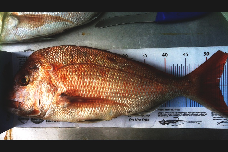 John Ra caught this 52.50cm Snapper at Top Of Firth.. during The Export NZ Fishing Competition