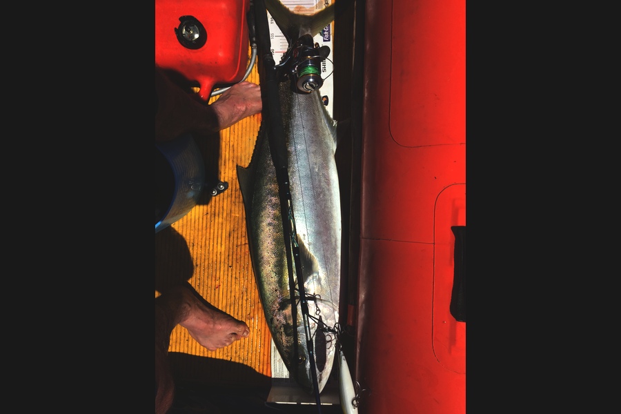 Ross McNaughton caught this 111.5cm Kingfish at Manukau  during The Export NZ Fishing Competition