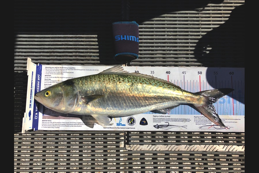Greg Watkins caught this 53.5cm Kahawai at Hauraki gulf  during The Export NZ Fishing Competition