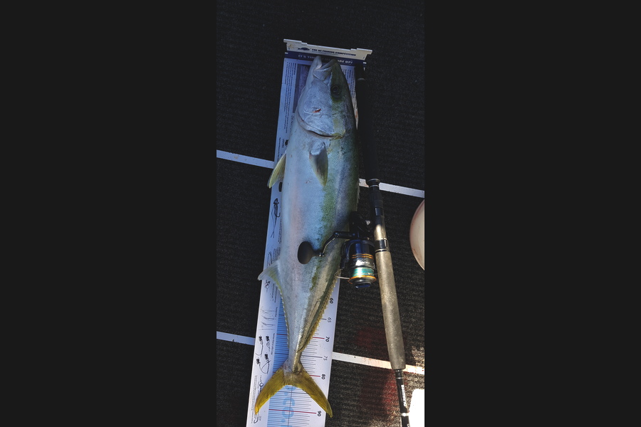 Scott Campbell caught this 83.0cm Kingfish at Wellington harbour during The Export NZ Fishing Competition