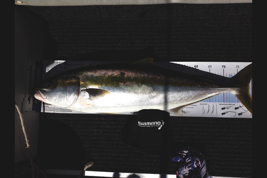 Jim Collins caught this 79.0cm Kingfish at Welly Harbour during The Export NZ Fishing Competition