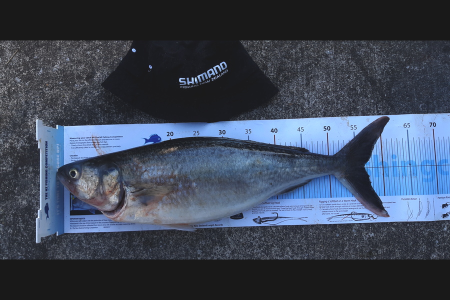 Andrew Carmont  caught this 56.5cm Kahawai at Wanganui  during The Export NZ Fishing Competition