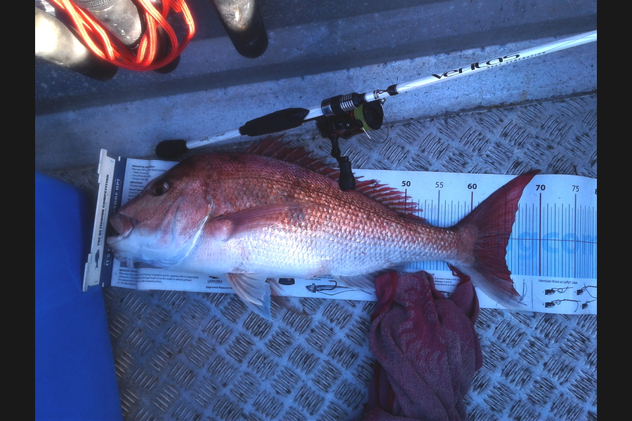 Fran Thompson caught this 65.0cm Snapper at Waiheke Nth during The Export NZ Fishing Competition