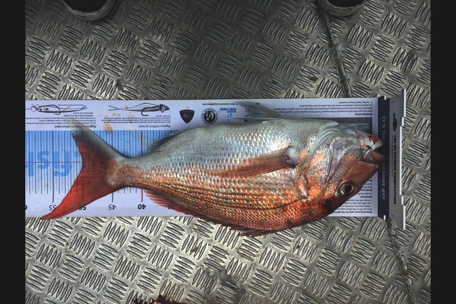 Scott Marriott caught this 50.0cm Snapper at Puk bay during The Export NZ Fishing Competition