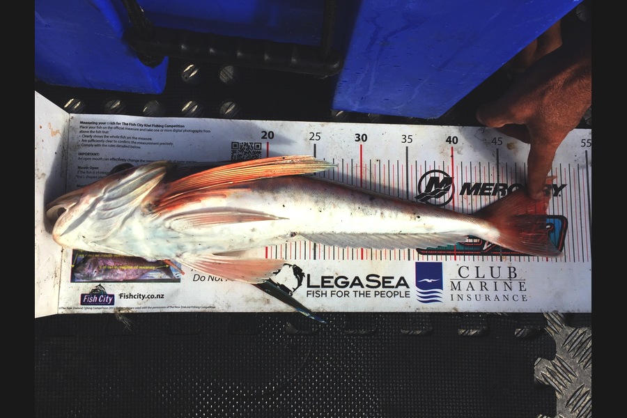 Kyle Smith caught this 50.0cm Gurnard at Wellington during The Export NZ Fishing Competition