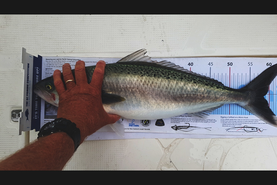 Spencer Roff caught this 58.5cm Kahawai at The Pins during The Export NZ Fishing Competition