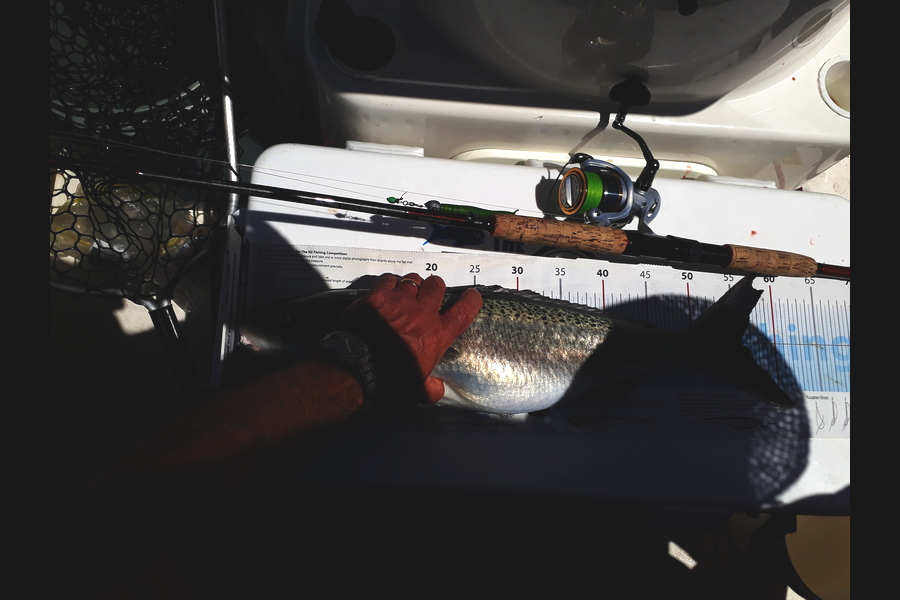 Nigel Boreham caught this 56.0cm Kahawai at Whangamata during The Export NZ Fishing Competition