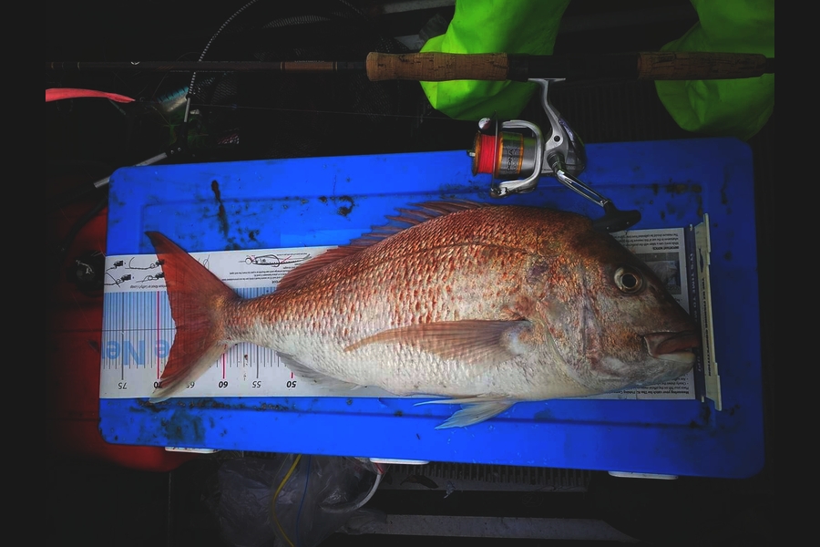 Dan Musson caught this 67.0cm Snapper at Welly west coast  during The Export NZ Fishing Competition