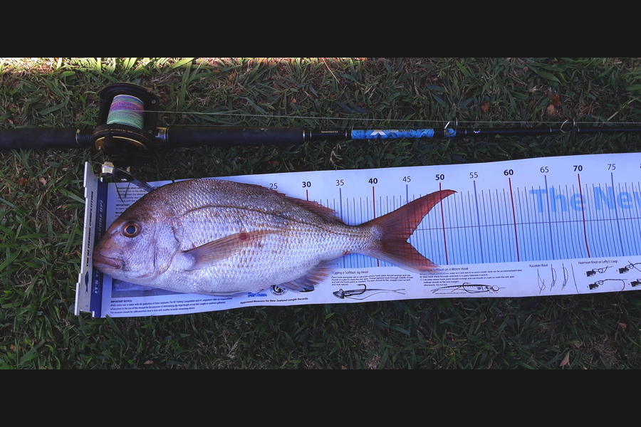 Phil Potts caught this 44.5cm Snapper at Mussel Farm Thames during The Export NZ Fishing Competition