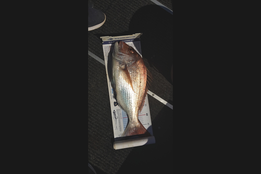 Scott Campbell caught this 50.0cm Snapper at Wellington harbour during The Export NZ Fishing Competition