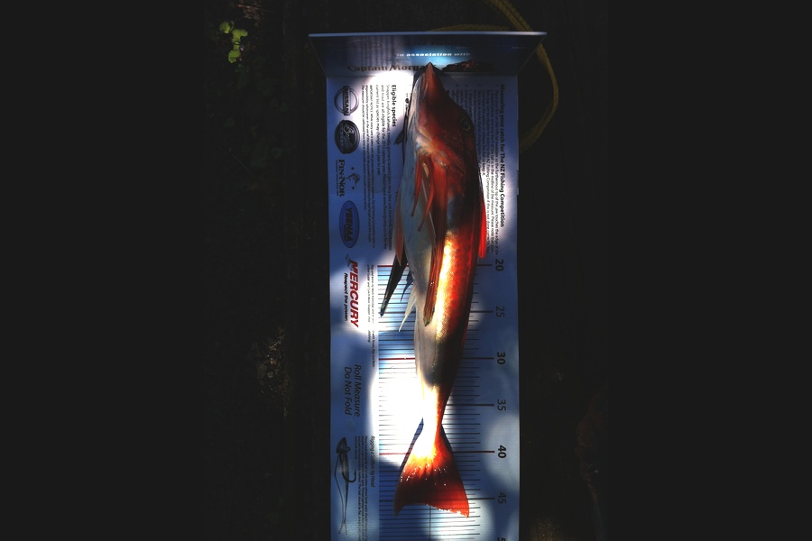 Rod Roebuck caught this 45.0cm Gurnard at New Plymouth during The Export NZ Fishing Competition