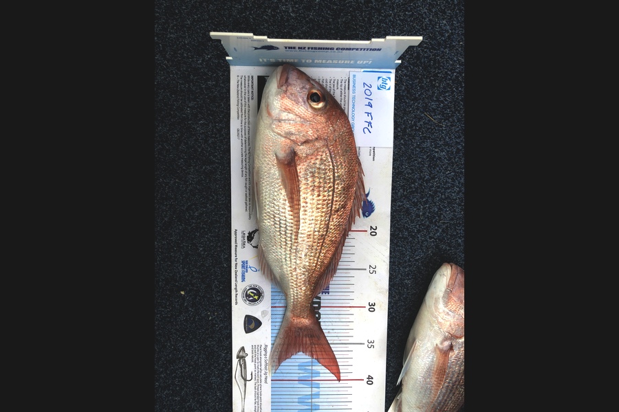 Peter  Lawrence caught this 36.0cm Snapper at Motihe channel during The Export NZ Fishing Competition