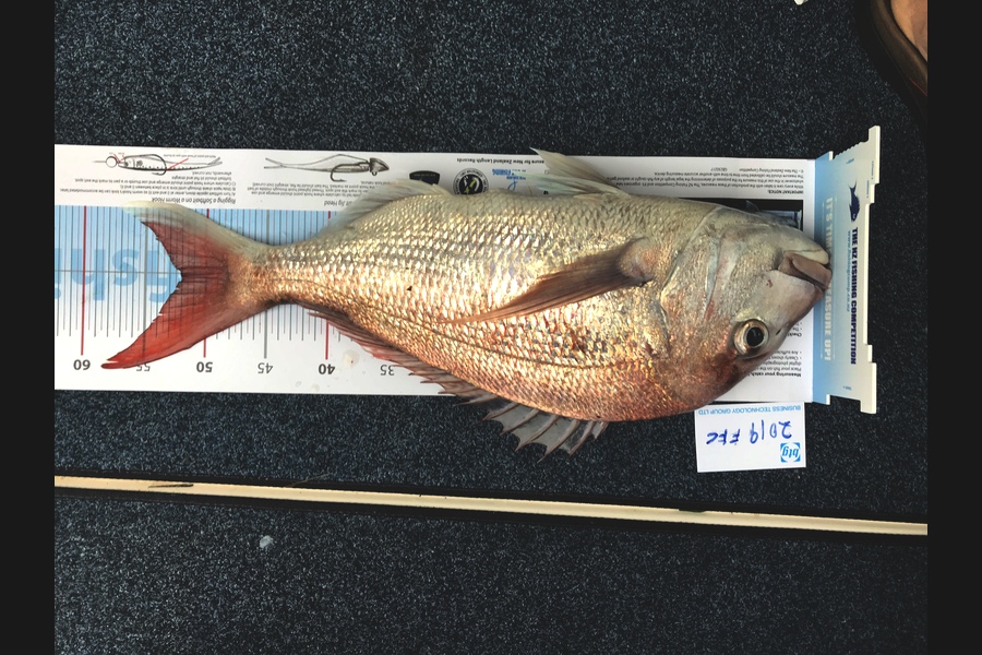 John Sinden caught this 52.0cm Snapper at East of Waiheke during The Export NZ Fishing Competition