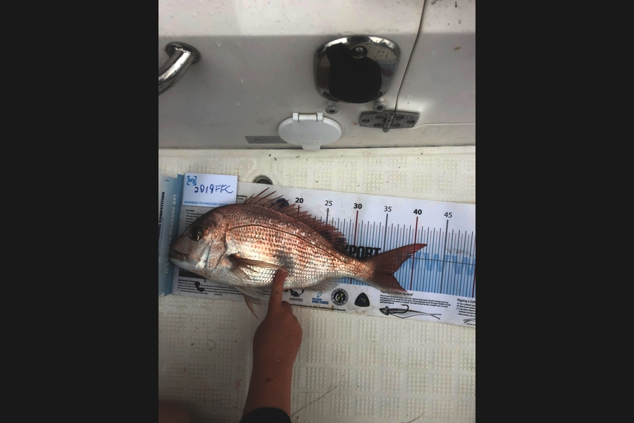 Paul  Miller  caught this 36.5cm Snapper at Rangitoto chanel during The Export NZ Fishing Competition