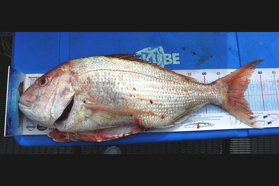 Troy Dando caught this 73.50cm Snapper at Kenepuru Sound during The Export NZ Fishing Competition
