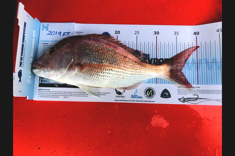 STACEY TRUONG caught this 36.0cm Snapper at Devonport  during The Export NZ Fishing Competition