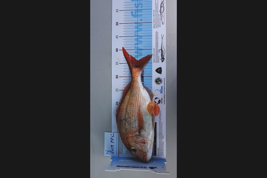 Rob McCartain caught this 36.0cm Snapper at Motuihe channel during The Export NZ Fishing Competition