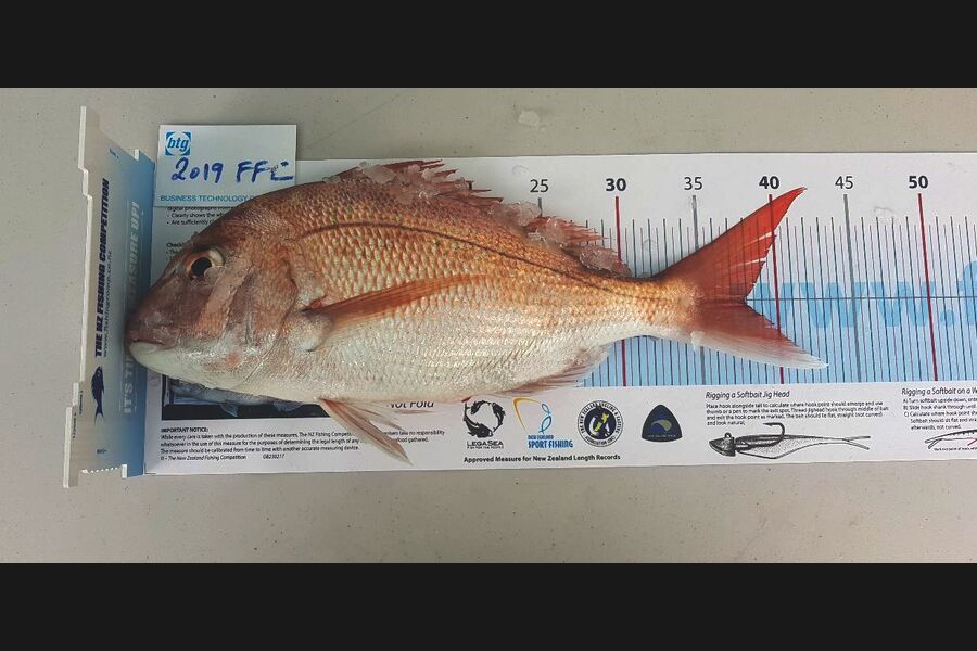 Shane Johnson caught this 37.5cm Snapper at GULF during The Export NZ Fishing Competition