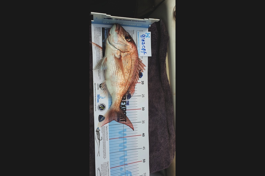mario viljoen caught this 33cm Snapper at Nosies during The Export NZ Fishing Competition