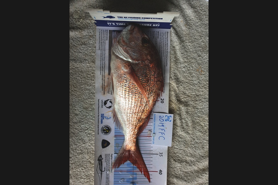 Scott Hanson caught this 37.0cm Snapper at Rangitoto channel  during The Export NZ Fishing Competition
