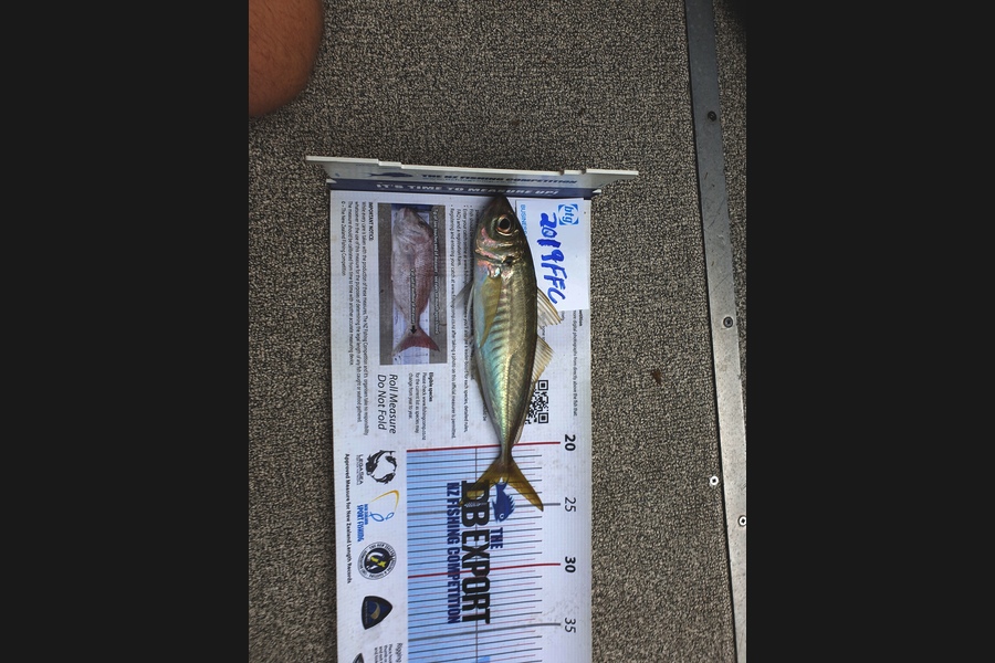 Scott Hanson caught this 22.5cm Trout at Rangitoto channel  during The Export NZ Fishing Competition
