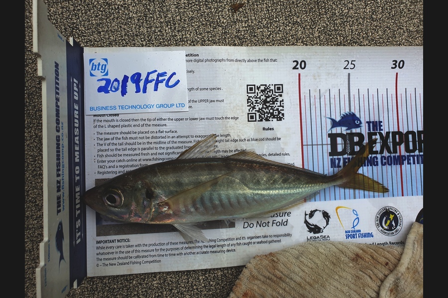 Scott Hanson caught this 25.0cm Trout at Rangitoto channel  during The Export NZ Fishing Competition